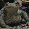 toadprincess01